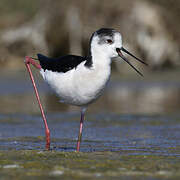 Black-winged Stilt