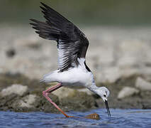 Black-winged Stilt