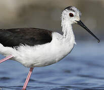 Black-winged Stilt