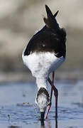 Black-winged Stilt