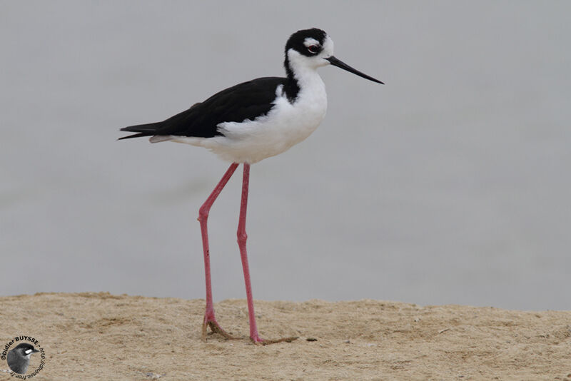 Échasse d'Amériqueadulte, identification