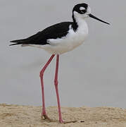 Black-necked Stilt