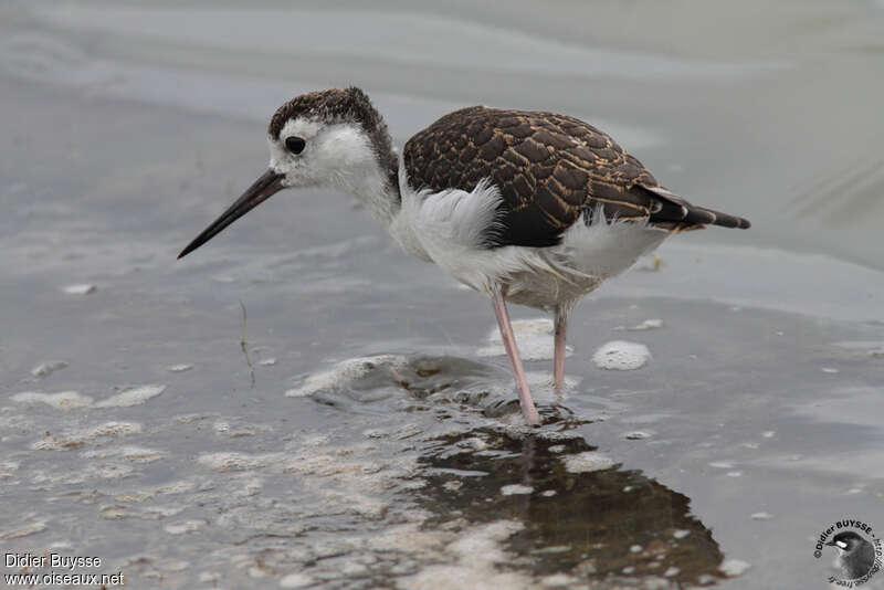 Échasse d'Amériquejuvénile, identification