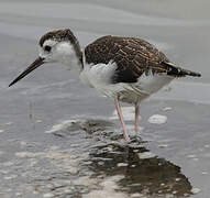 Black-necked Stilt