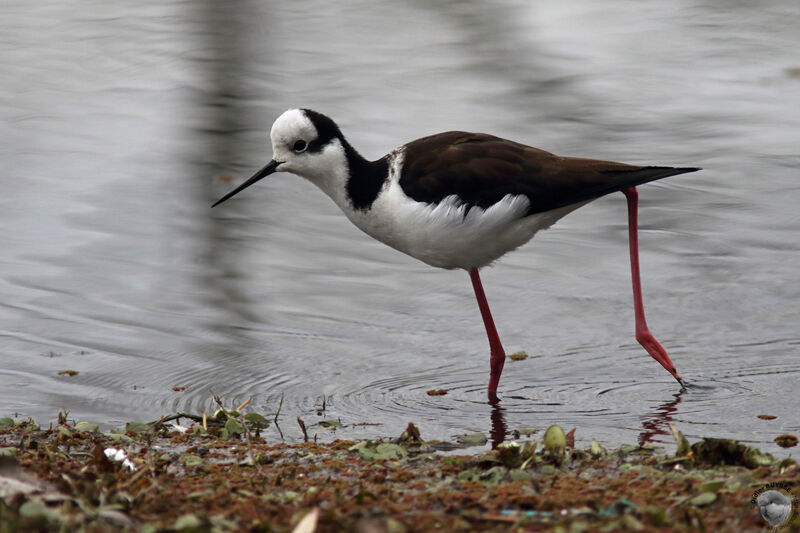 Black-necked Stilt female adult, identification