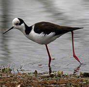 Black-necked Stilt