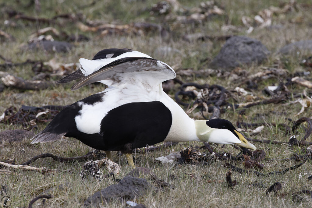 Eider à duvet mâle