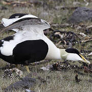 Common Eider