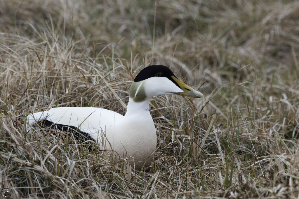 Eider à duvet mâle