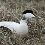 Eider à duvet