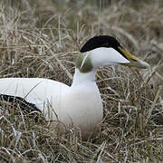 Common Eider