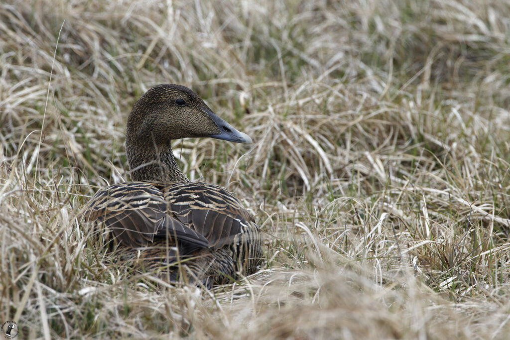 Eider à duvet femelle