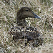 Common Eider