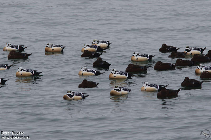 Steller's Eideradult, swimming, Behaviour