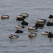 Steller's Eider