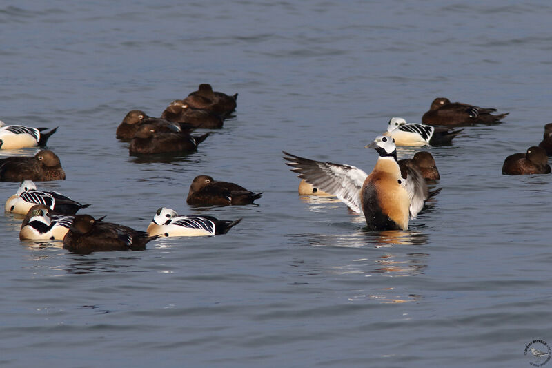 Steller's Eideradult breeding, swimming