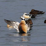 Eider de Steller