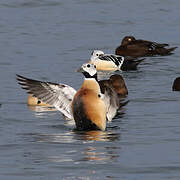 Steller's Eider