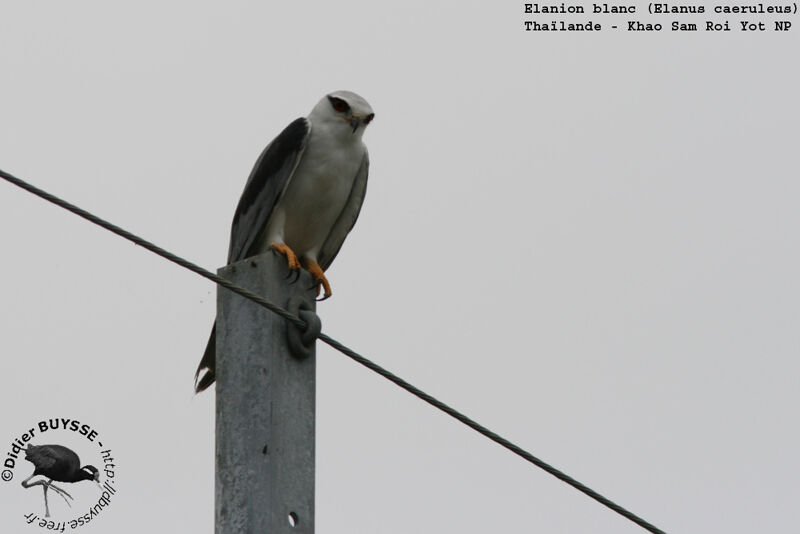 Black-winged Kiteadult