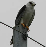 Black-winged Kite