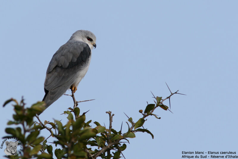 Black-winged Kite, identification