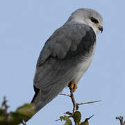 Black-winged Kite