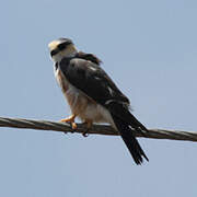 Pearl Kite