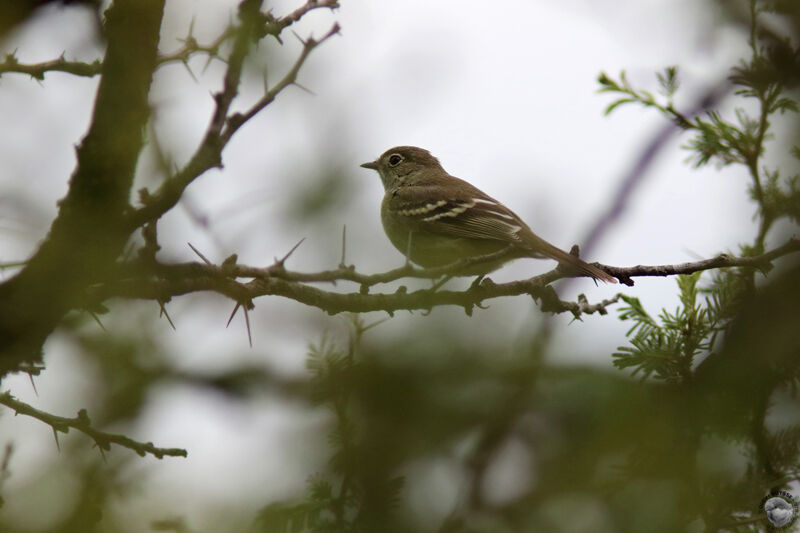 Élénie à bec courtadulte, identification