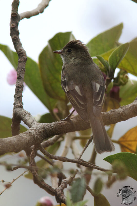 White-crested Elaeniaadult, identification