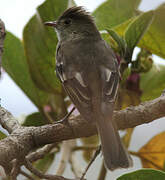 White-crested Elaenia