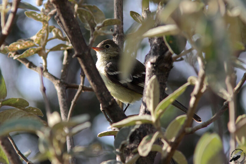 Sierran Elaeniaadult, identification