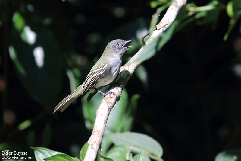 Grey Elaenia male adult, song