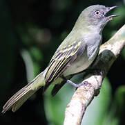 Amazonian Elaenia