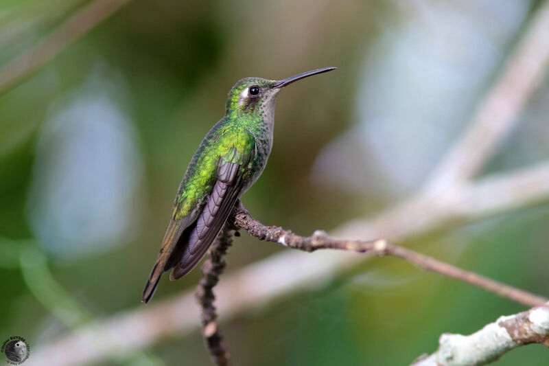 Cuban Emerald female adult, identification