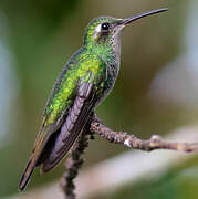 Cuban Emerald