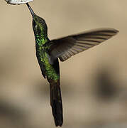 Cuban Emerald