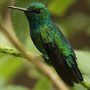 Blue-tailed Emerald