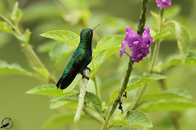 Émeraude orvertadulte, identification