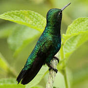 Blue-tailed Emerald