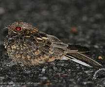 Indian Nightjar