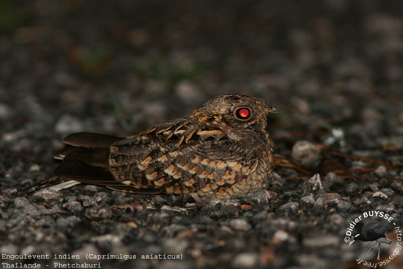 Indian Nightjaradult breeding