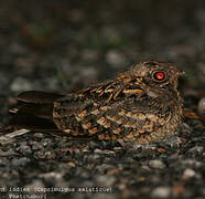 Indian Nightjar