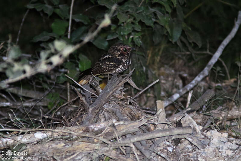 Cuban Nightjaradult, identification