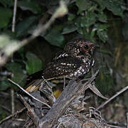 Cuban Nightjar