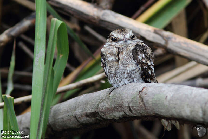 Ladder-tailed Nightjaradult, identification