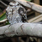 Ladder-tailed Nightjar