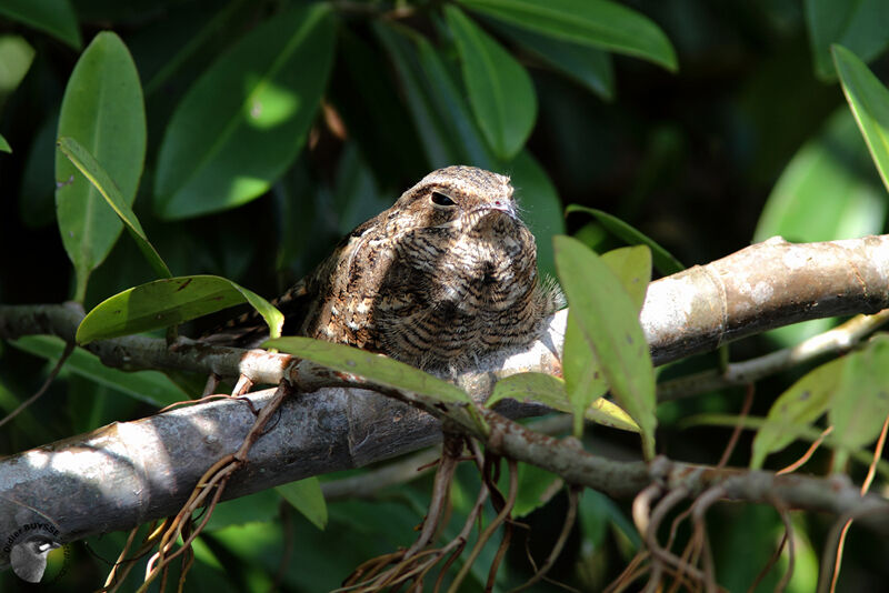 Ladder-tailed Nightjaradult, identification