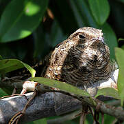 Ladder-tailed Nightjar