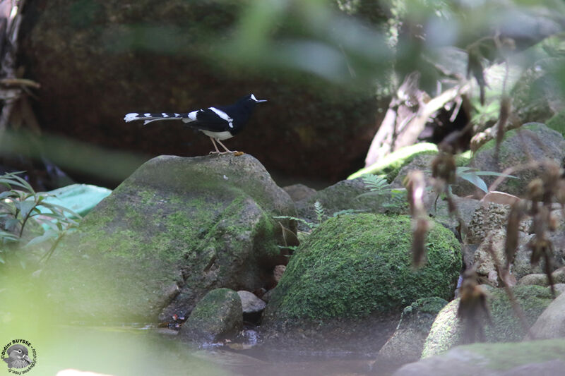 White-crowned Forktailadult breeding, identification