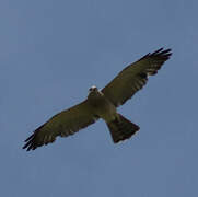 Levant Sparrowhawk